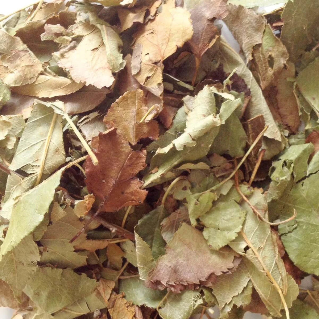 Getrocknete Apfelbaumblätter