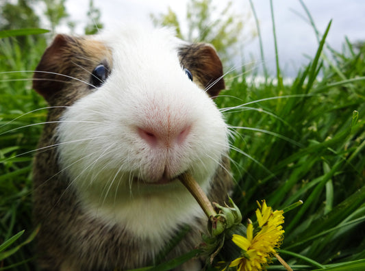 Heu für Meerschweinchen: Warum es so wichtig ist