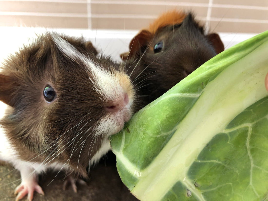 Wiesenpflanzen und Wildkräuter für Meerschweinchen: Alles, was du wissen musst