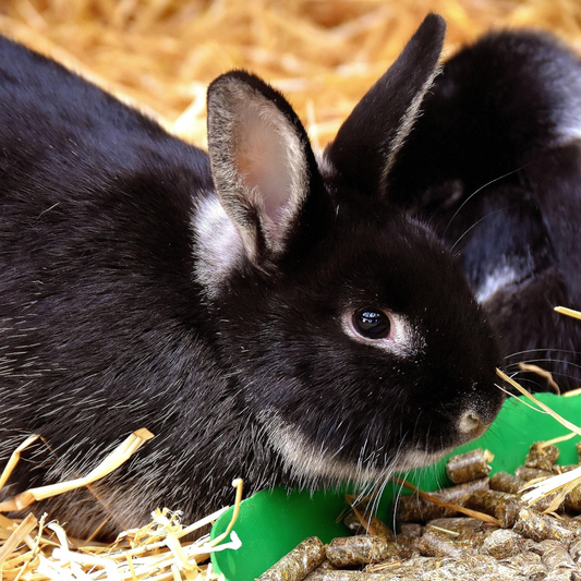 Kleine Fellnasen, große Verantwortung – Tipps vor der Anschaffung eines Nagers