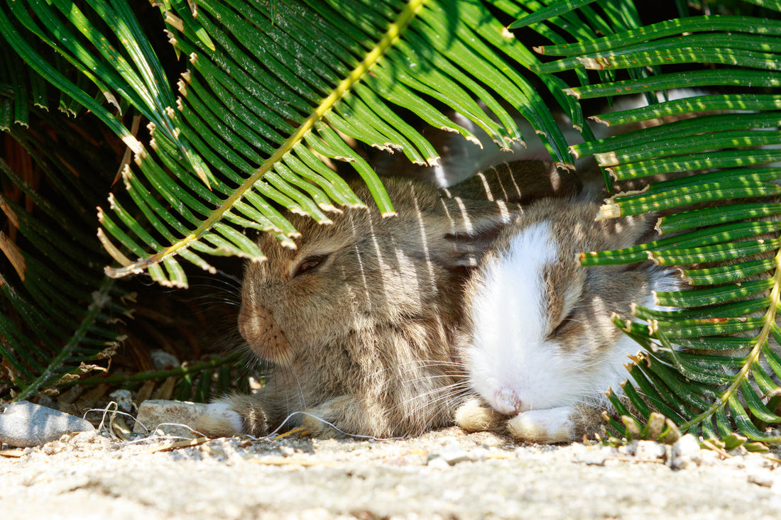 Extremtemperaturen: Meerschweinchen und Kaninchen vor Hitze schützen