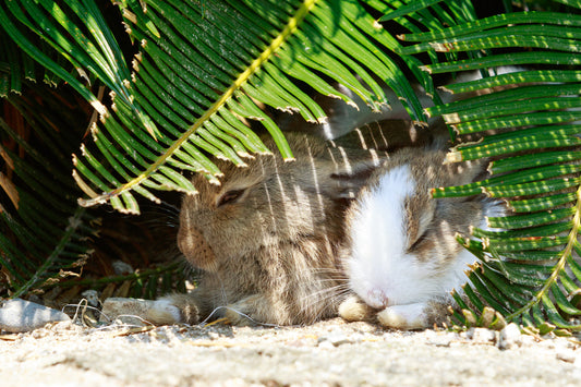 Extremtemperaturen: Meerschweinchen und Kaninchen vor Hitze schützen