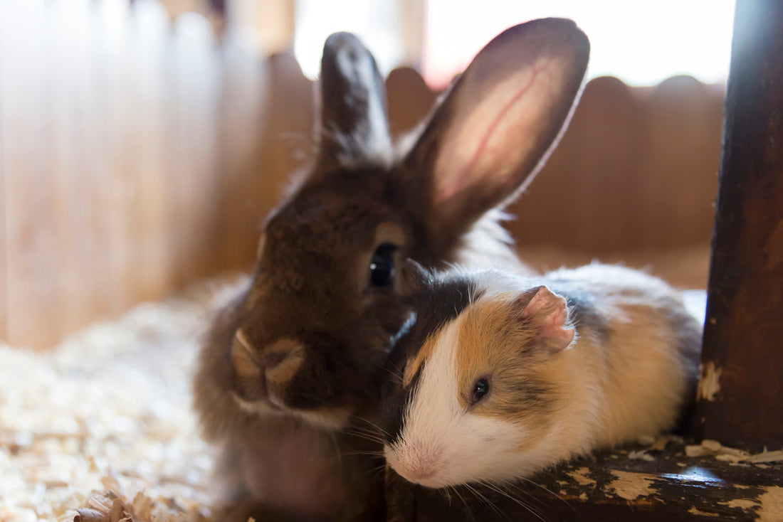 Warum Kaninchen keine Nager sind – und was sie so besonders macht