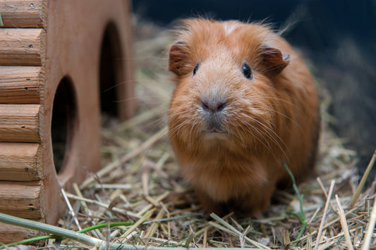 Warum Meerschweinchen ihren eigenen Kot fressen