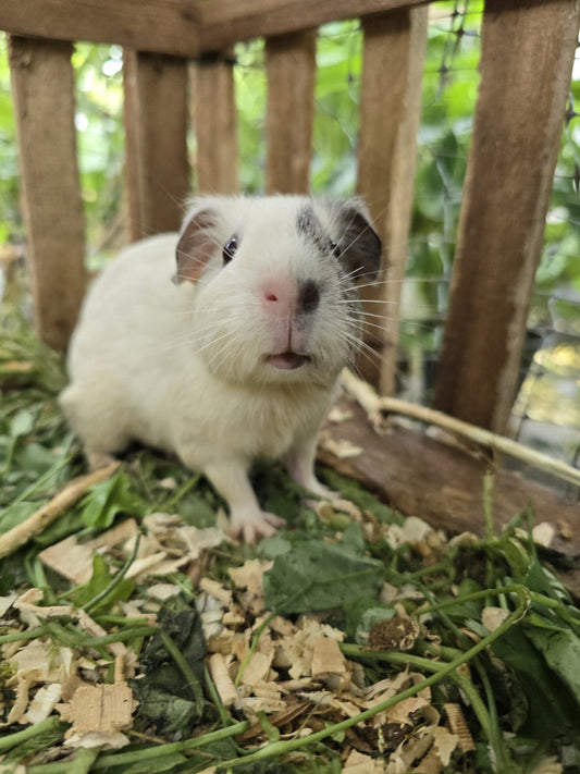 Rohasche im Nagerfutter: Was steckt eigentlich dahinter?