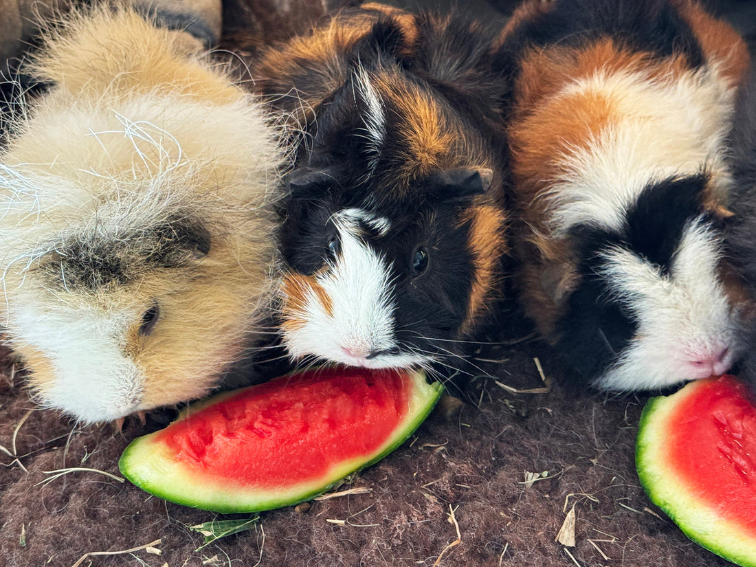 Obst für Meerschweinchen und Kaninchen: Sinnvoll oder gefährlich?