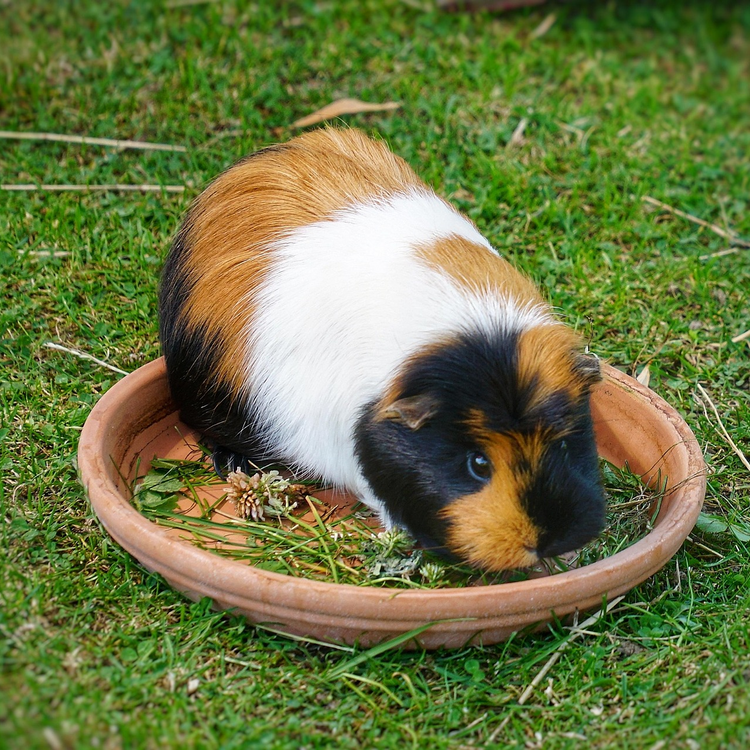 Futternäpfe & Tränken