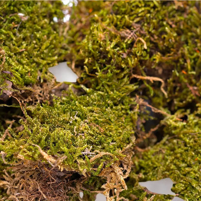 Nagertraum Moosfasern